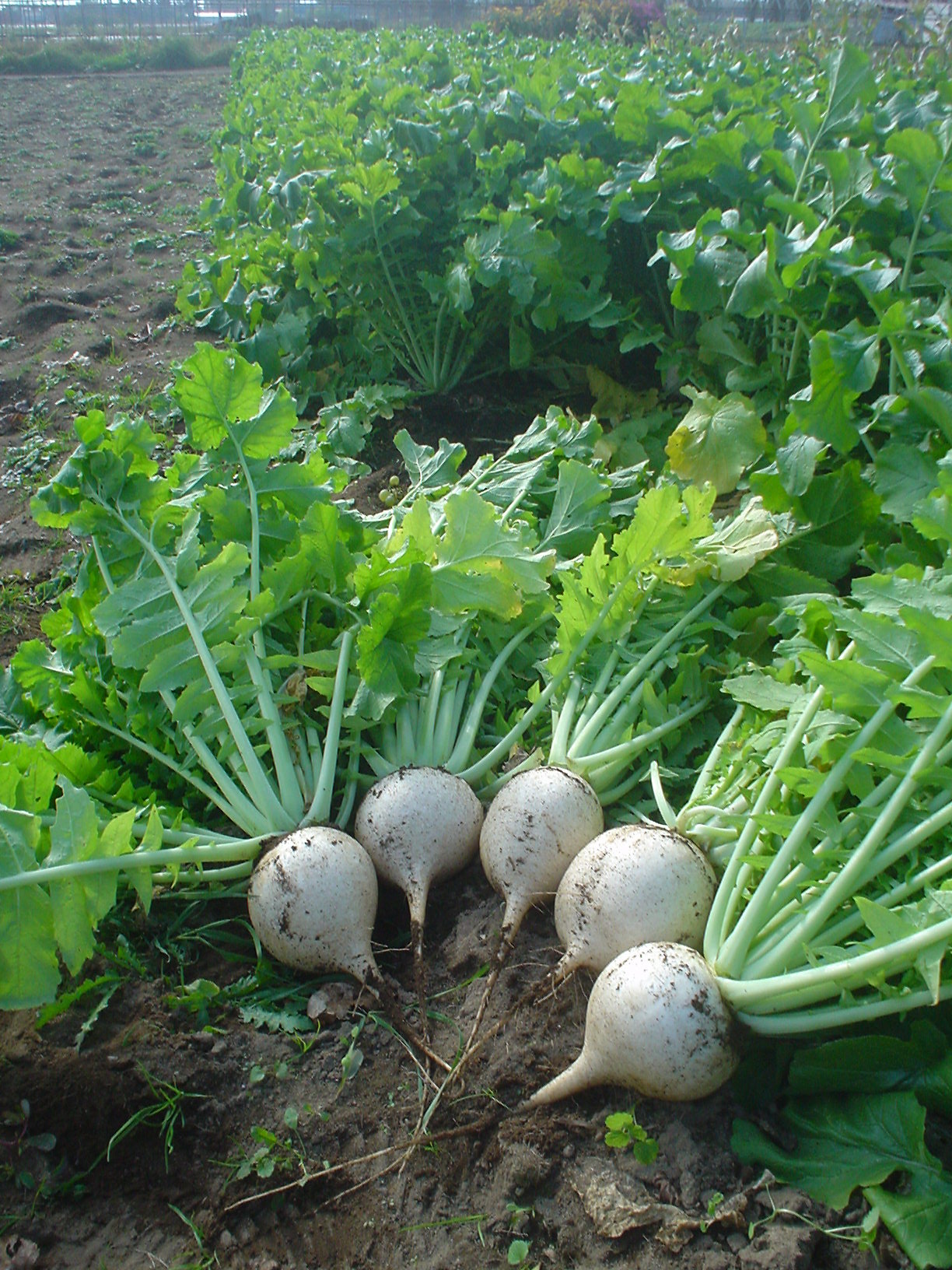 聖護院大根の収穫直後の写真