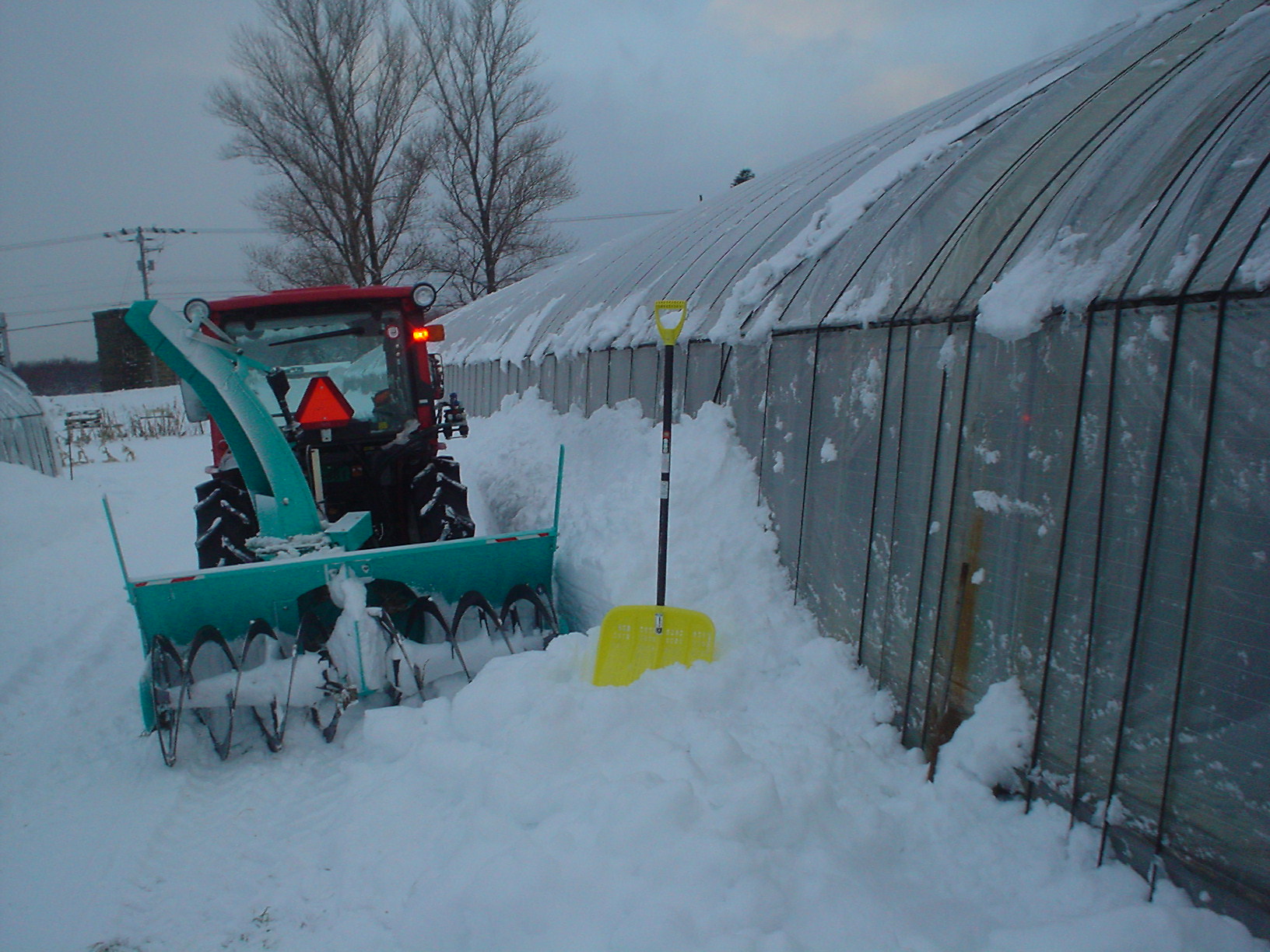 除雪したハウスの様子写真