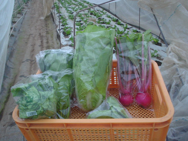 初出荷の野菜写真