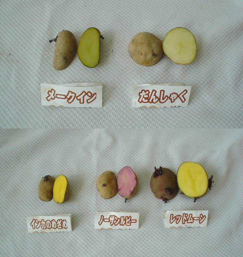 じゃがいもの品種いろいろの写真