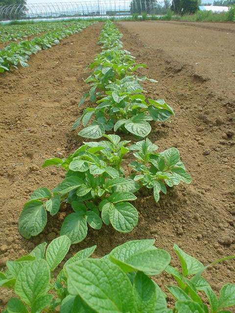 じゃがいもの芽の写真