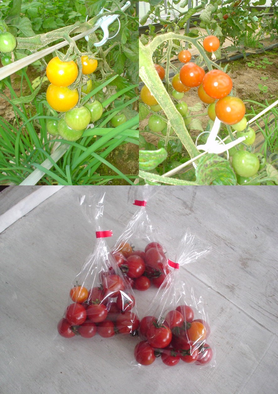 ミニトマトの写真