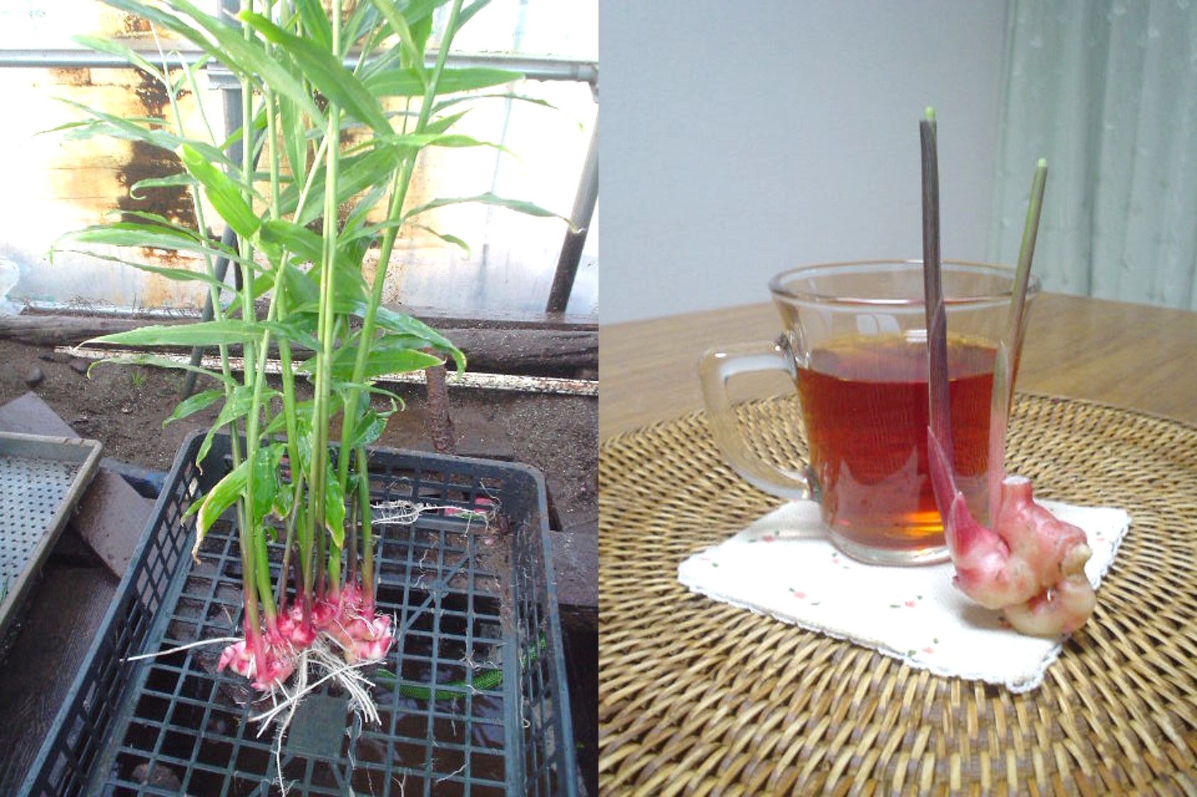 しょうがの写真