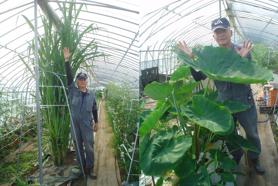 サトウキビ・サトイモの写真