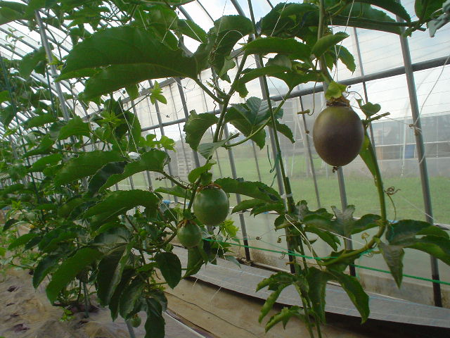 パッションフルーツの写真