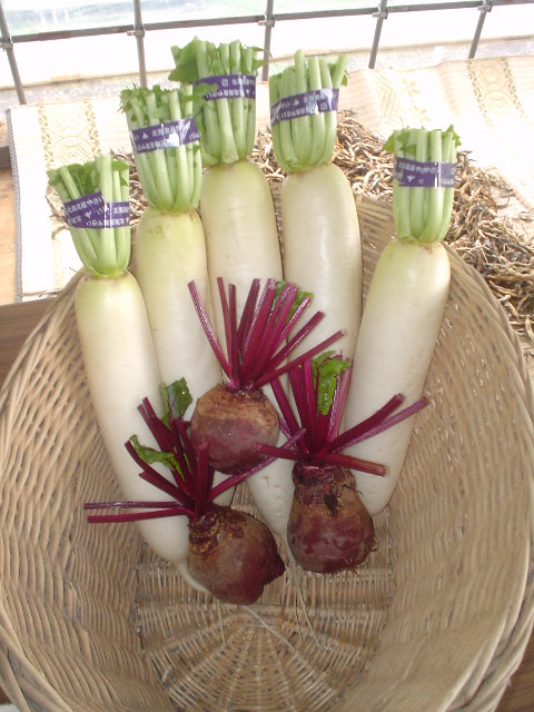大根とビーツの写真