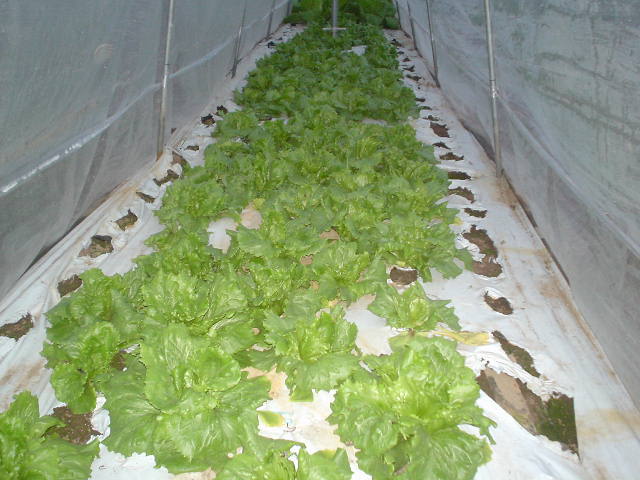 レタスの写真