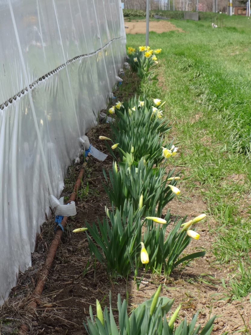 農園の春を告げる倉庫ハウス北側の水仙などの花々の写真