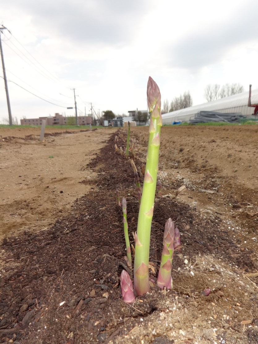 令和元年５月に芽生えたグリーン・アスパラの写真
