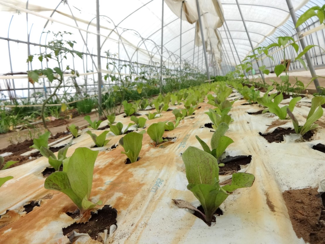 イタリア原産の野菜トレビス定植の写真