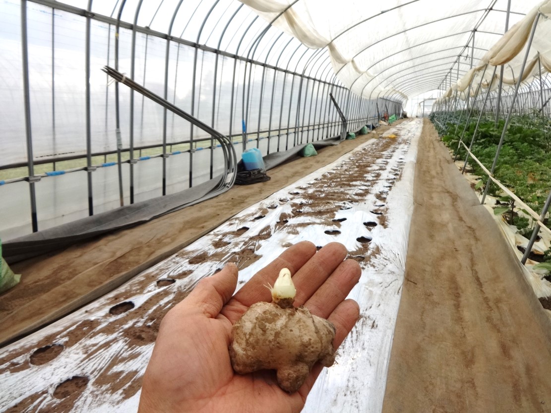 大生姜(近江生姜)定植の写真