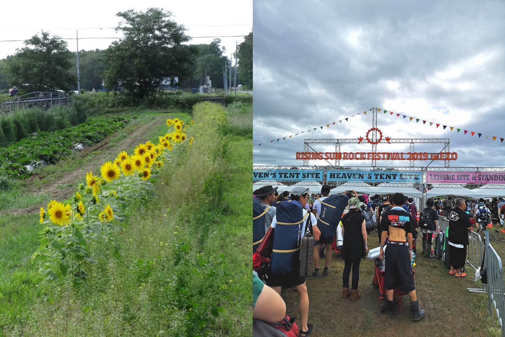 RSRF会場と圃場のひまわりの写真