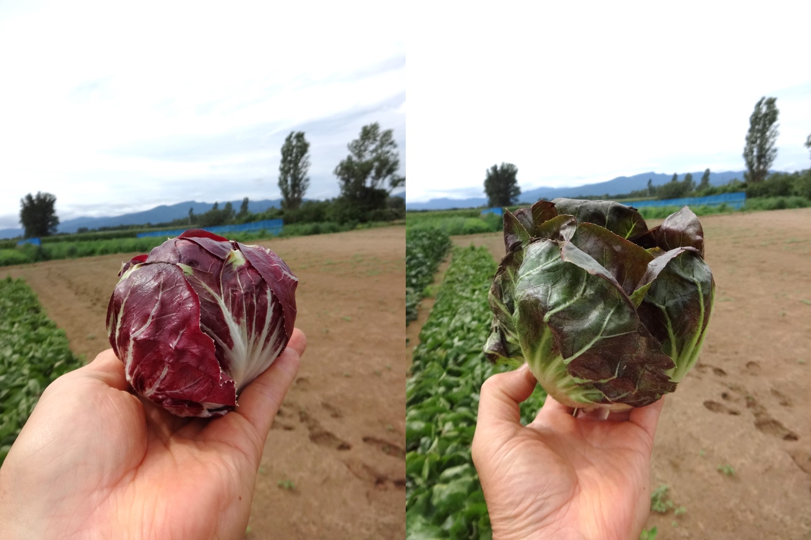 トレビスの比較写真