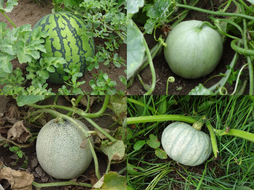 スイカ、メロン、カボチャの写真