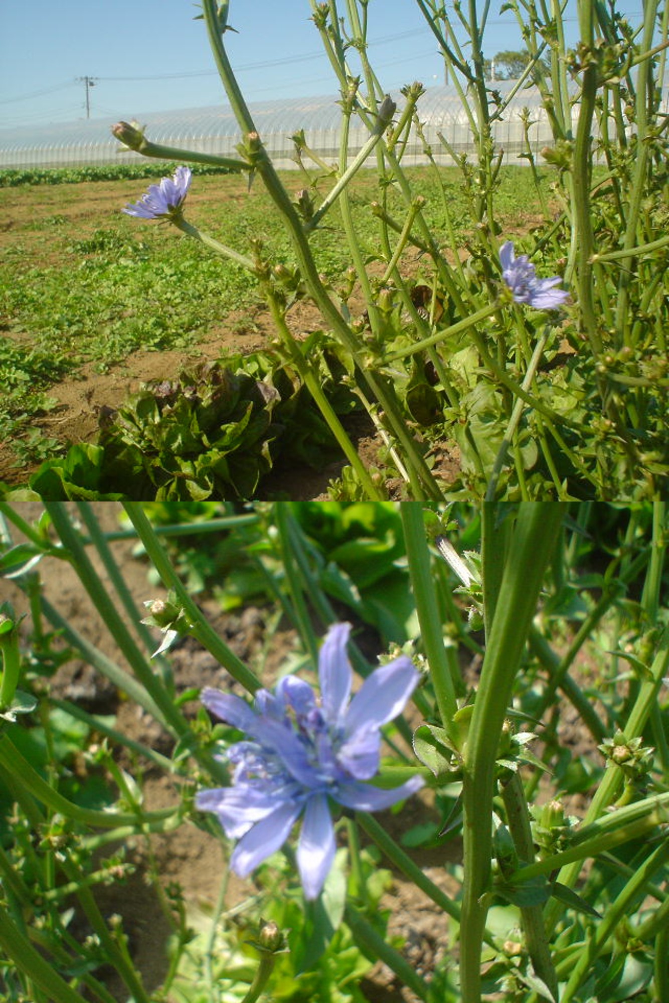 トレビスの花の写真