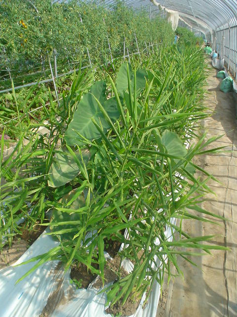 新生姜とさといもが成長している写真