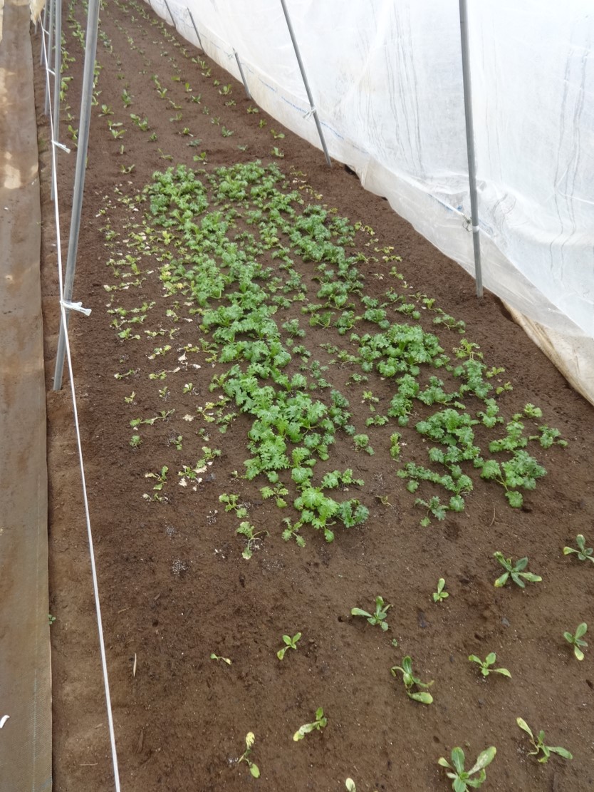 寒さで萎びたワサビ菜の苗の写真