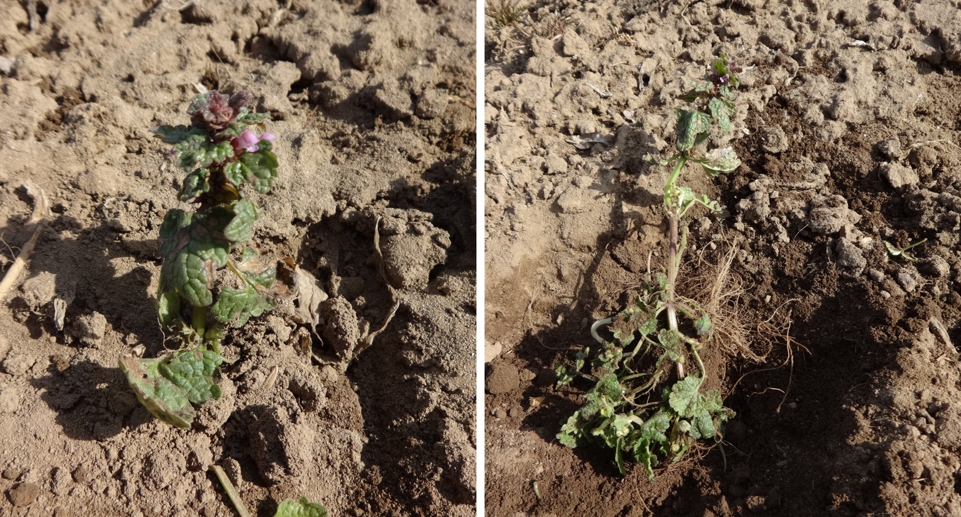 ヒメオドリコソウの写真