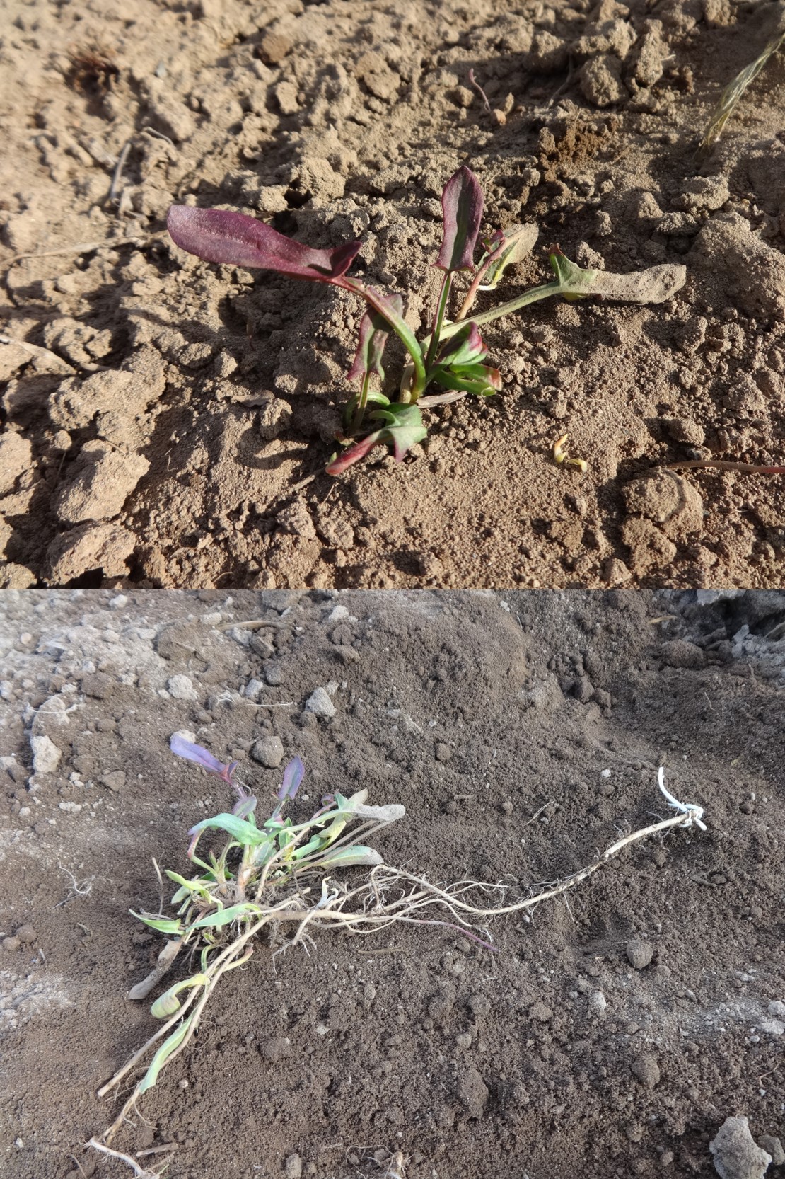 ヒメスイバの写真