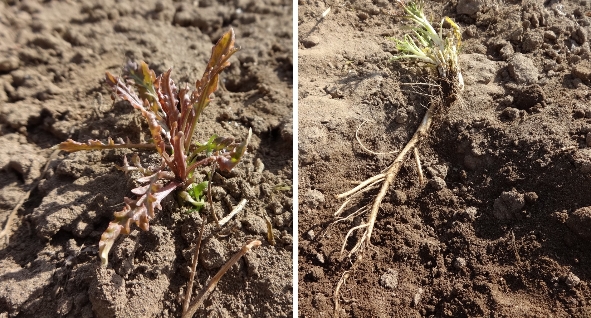 セイヨウノコギリソウの写真