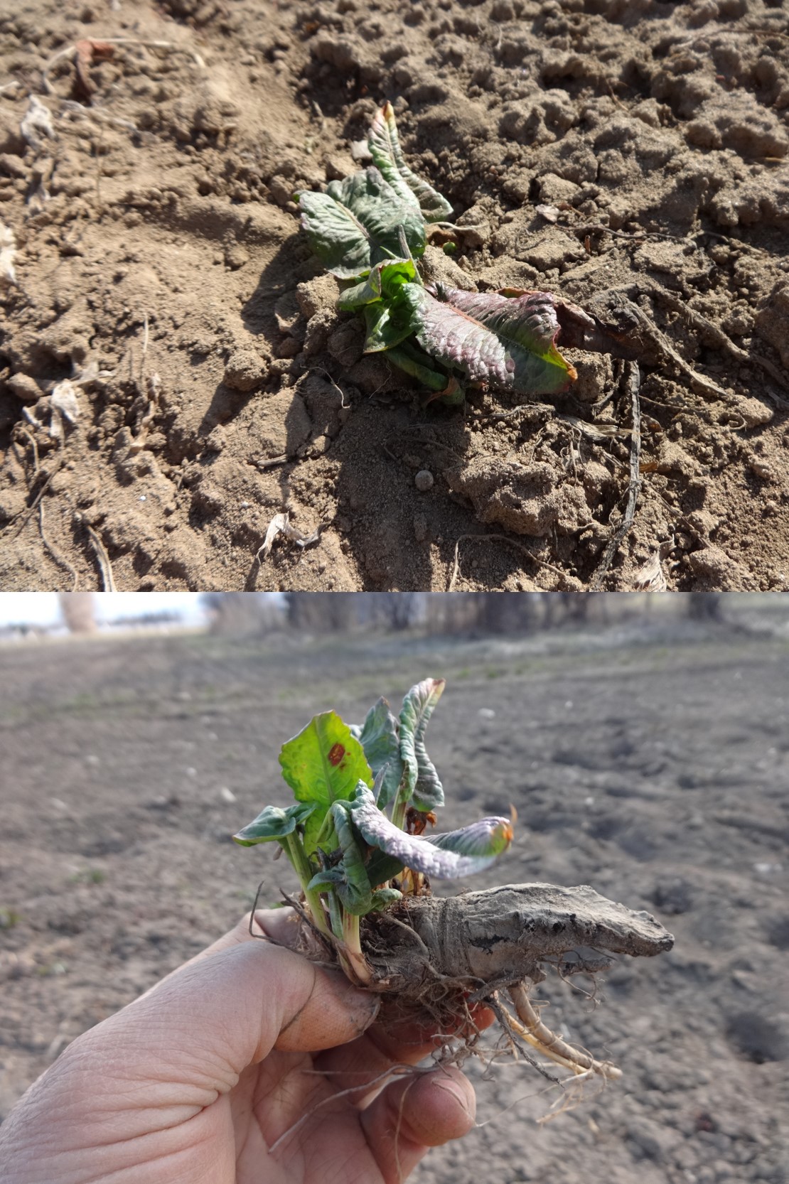 エゾノギシギシの写真