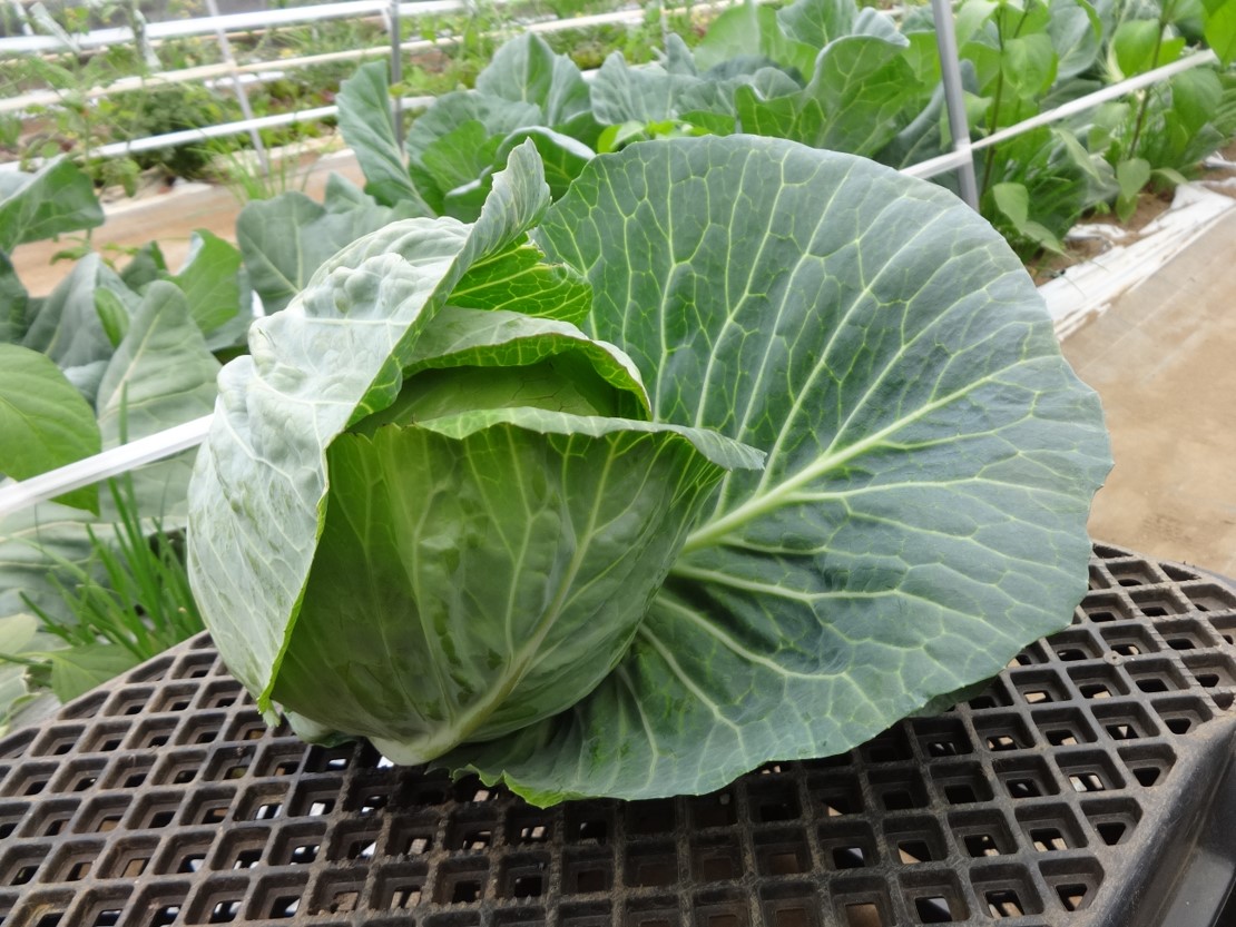 春キャベツの写真