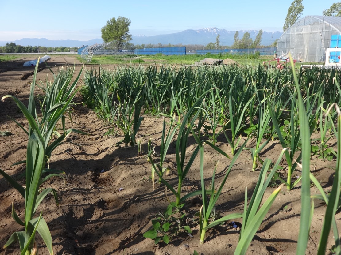 ニンニクの写真