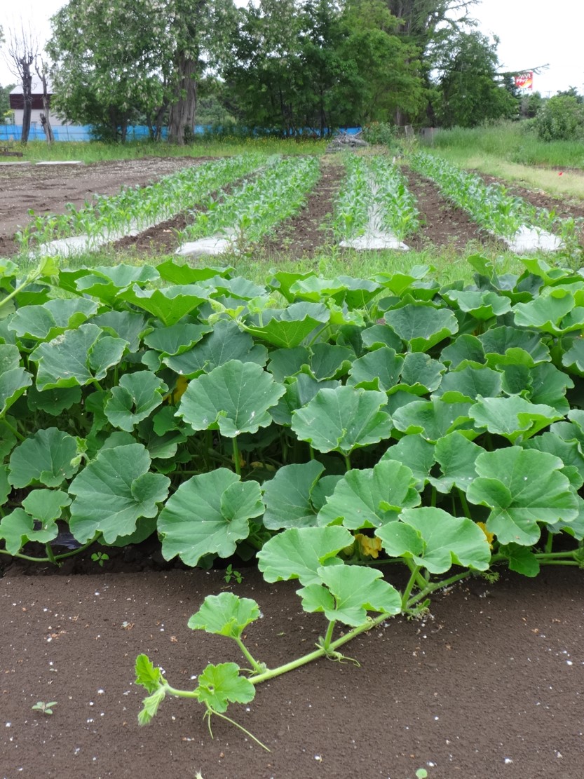 カボチャとトウモロコシの写真