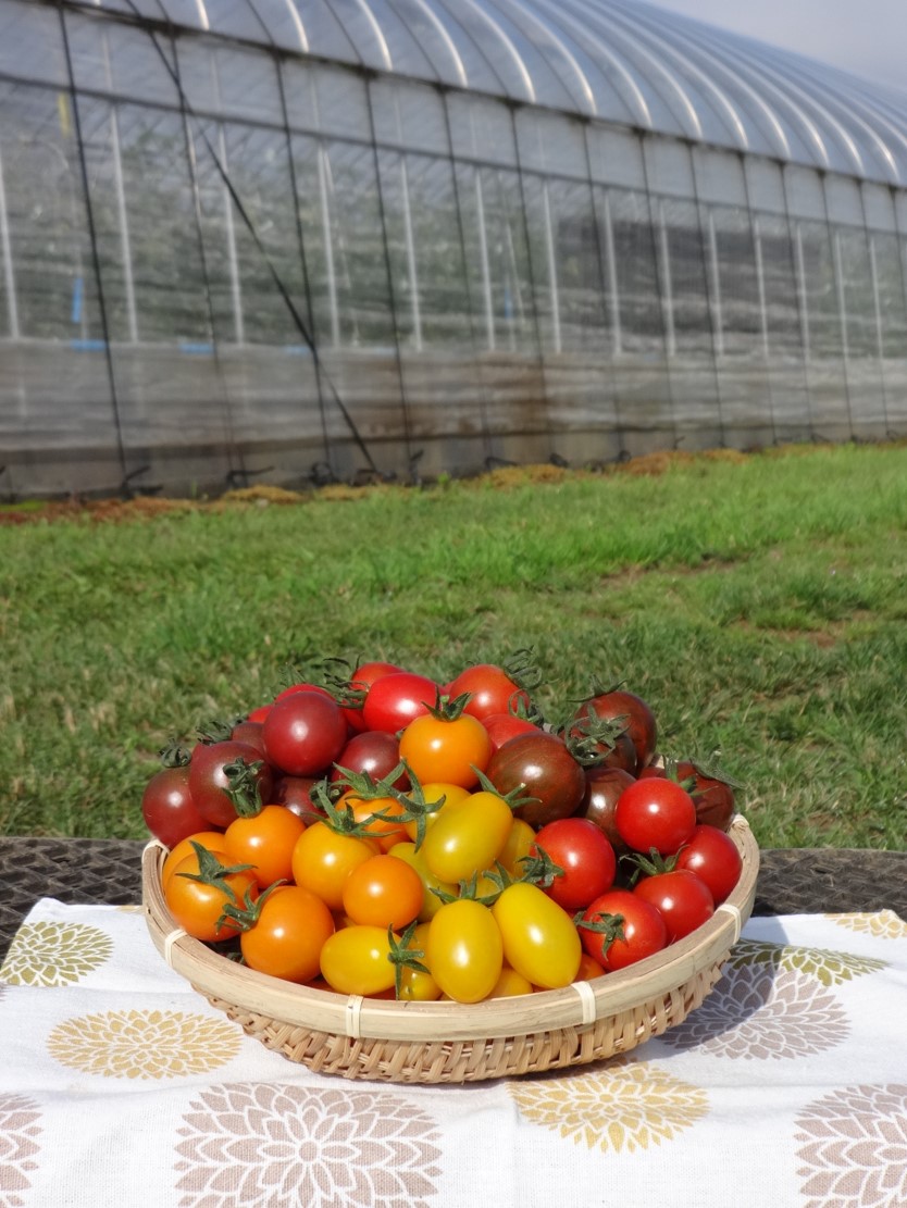 彩りトマトたちの写真