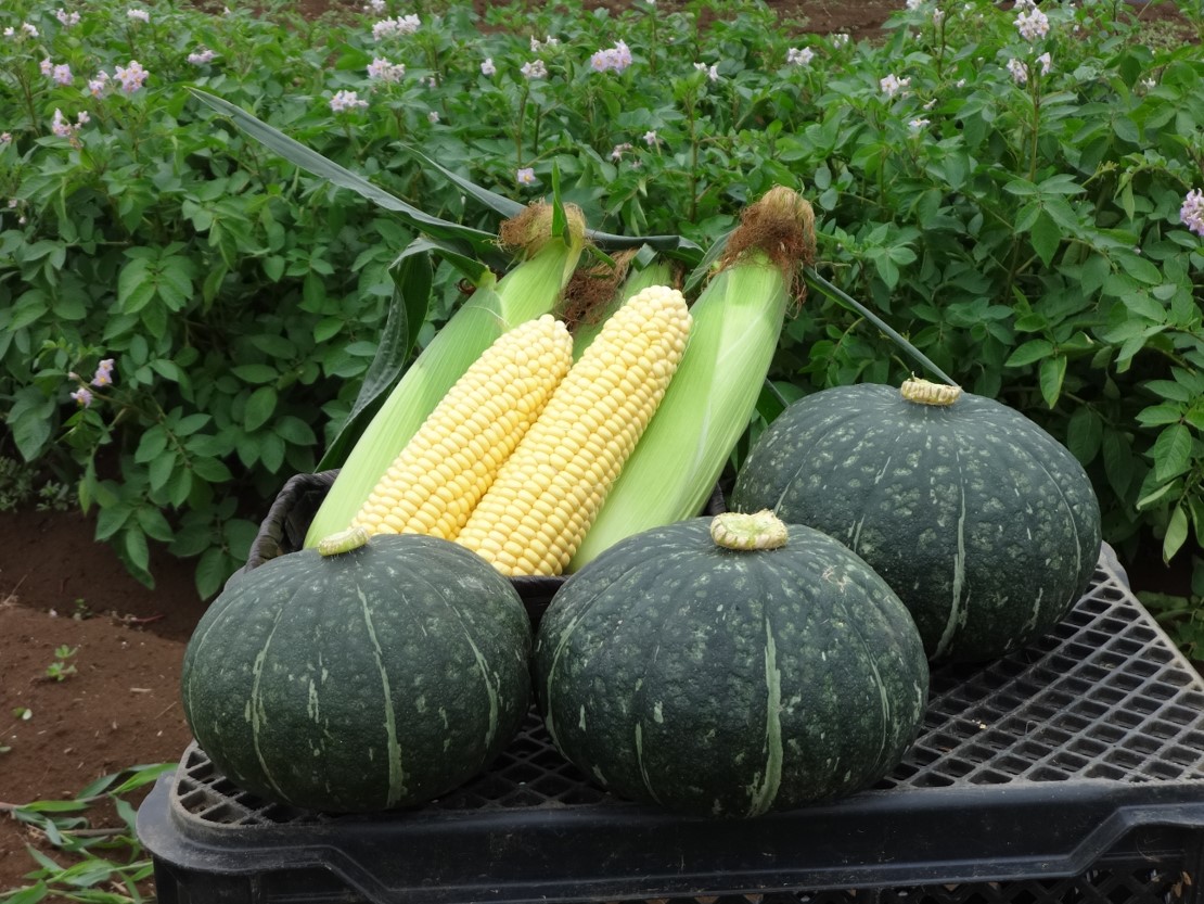 みやこ南瓜ととうもろこし・ロッキーの写真