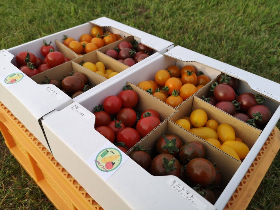 五色トマトの写真