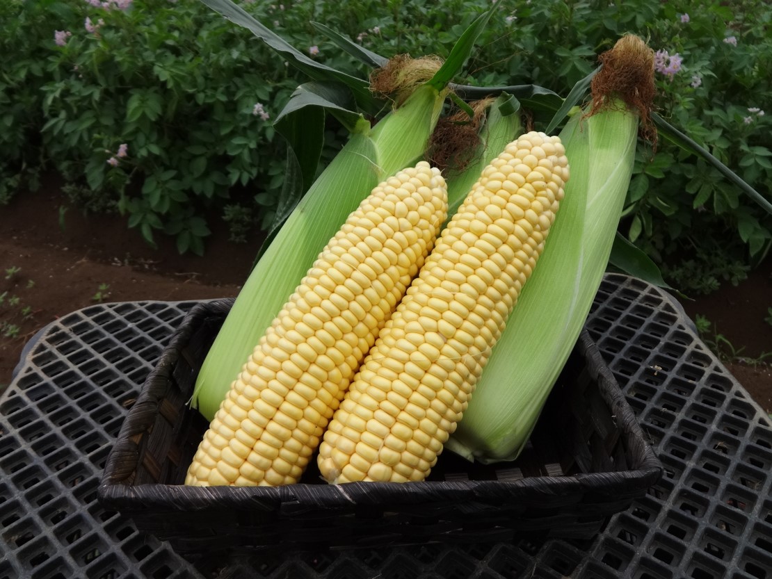 今年で4回目の作付けとなったとうもろこし・ロッキーの写真