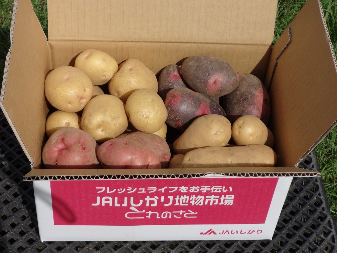 ネット販売するじゃがいもの写真