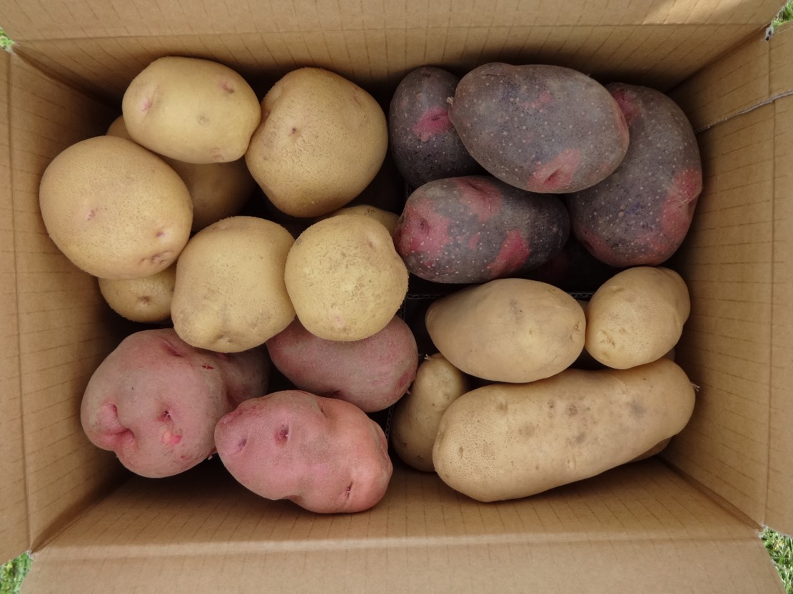 ネット販売するじゃがいもの写真