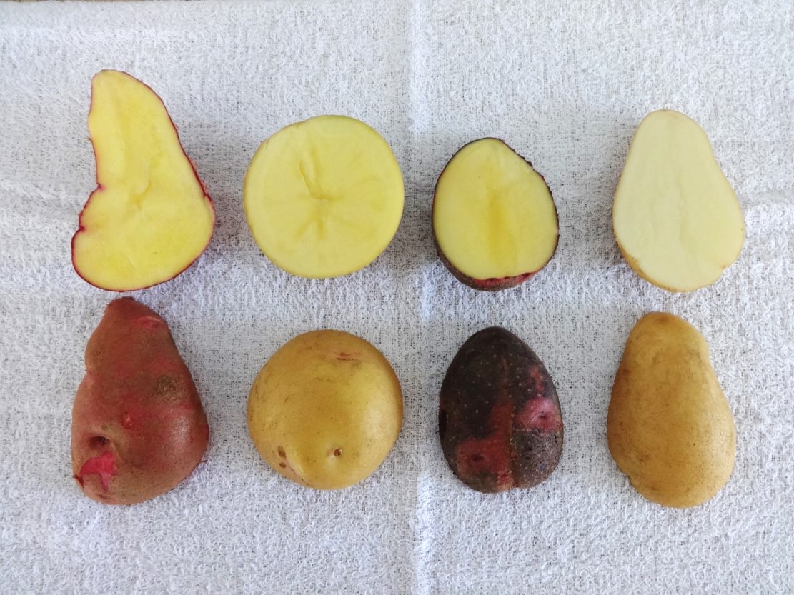 ネット販売するじゃがいもの写真