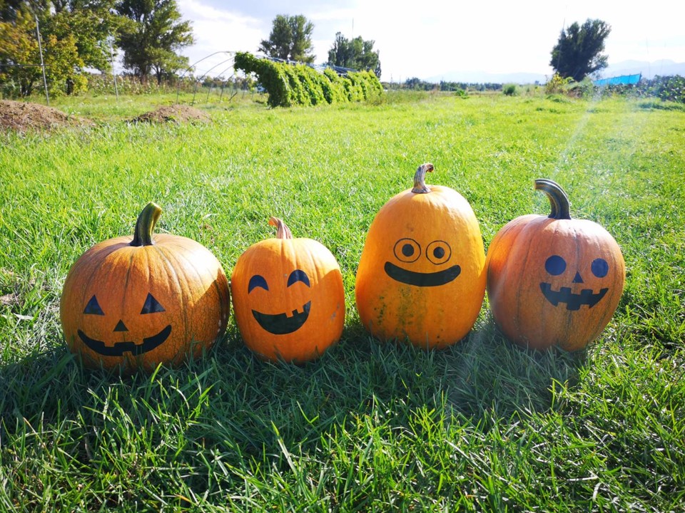 ハロウィンカボチャたちが並んでいる写真
