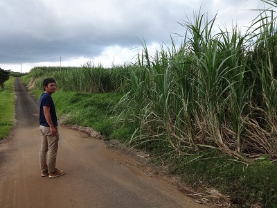 収穫間近のサトウキビとユウサン・ファーム種子島支部長の写真