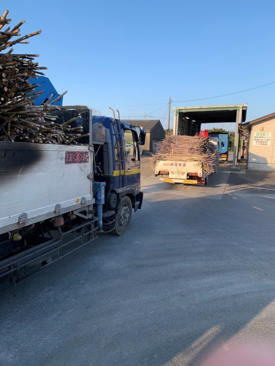 収穫されたサトウキビを製糖工場に運び入れるトラックの写真