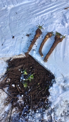 雪の下から緑色の新しい葉が出ている山わさびの写真