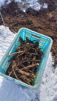 収穫した山わさびの写真