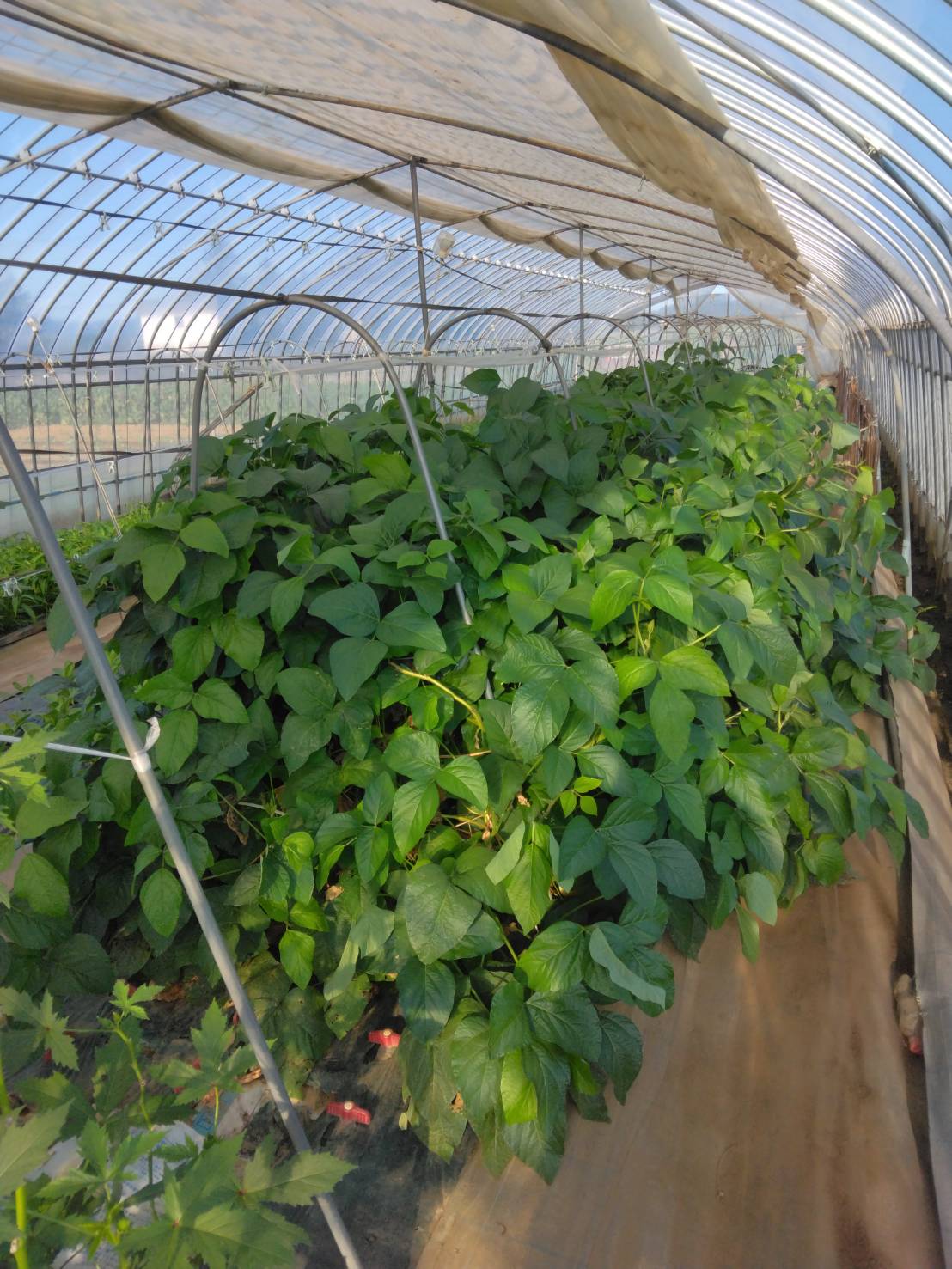 ハウス内の丹波の黒大豆の写真