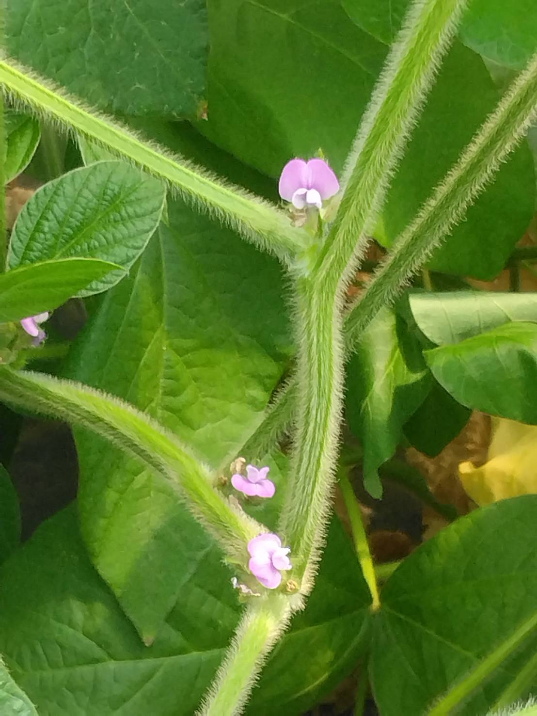 黒大豆の花の写真