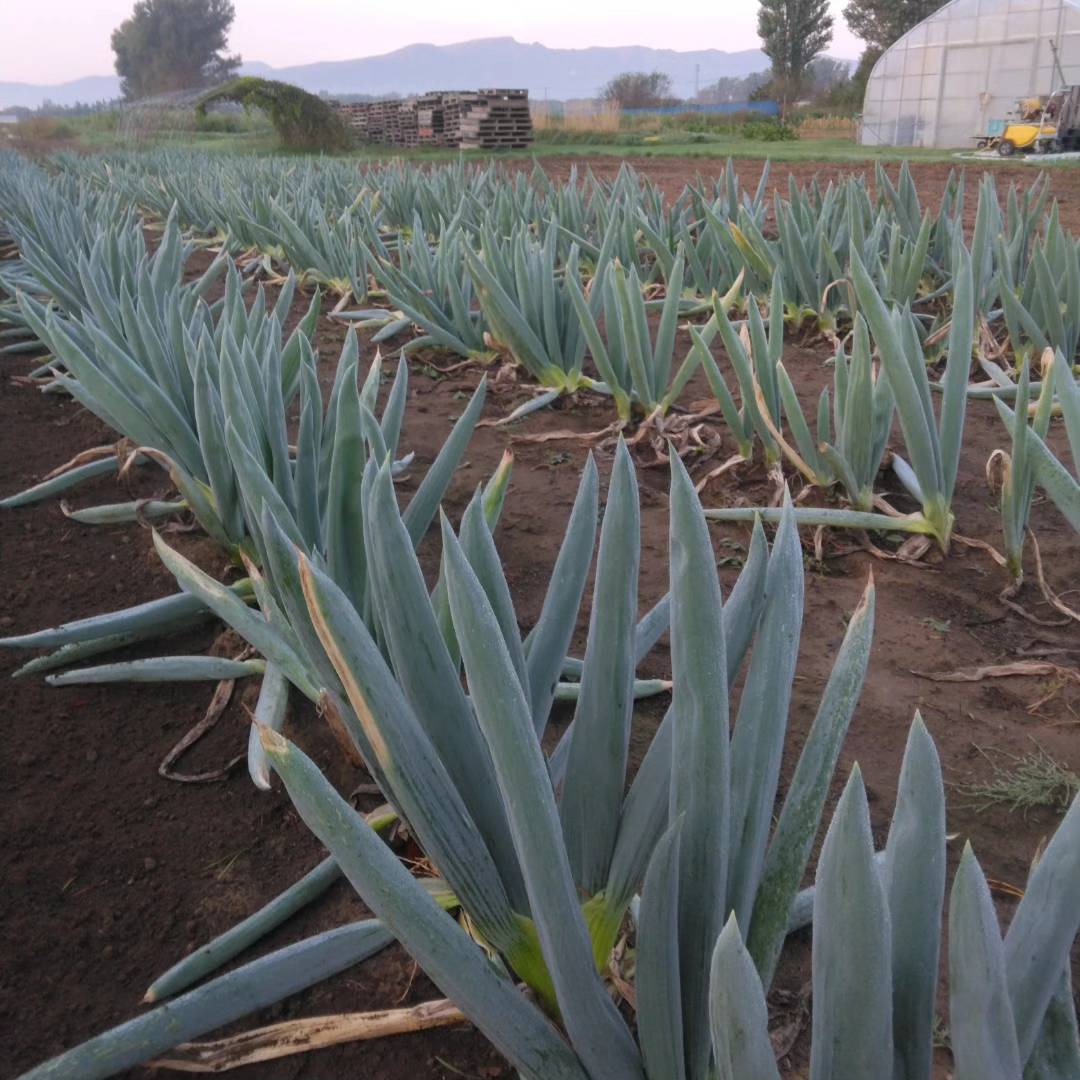 下仁田ネギが植わっている様子の写真