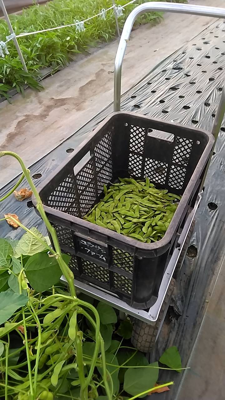 収穫した丹波の黒大豆の写真