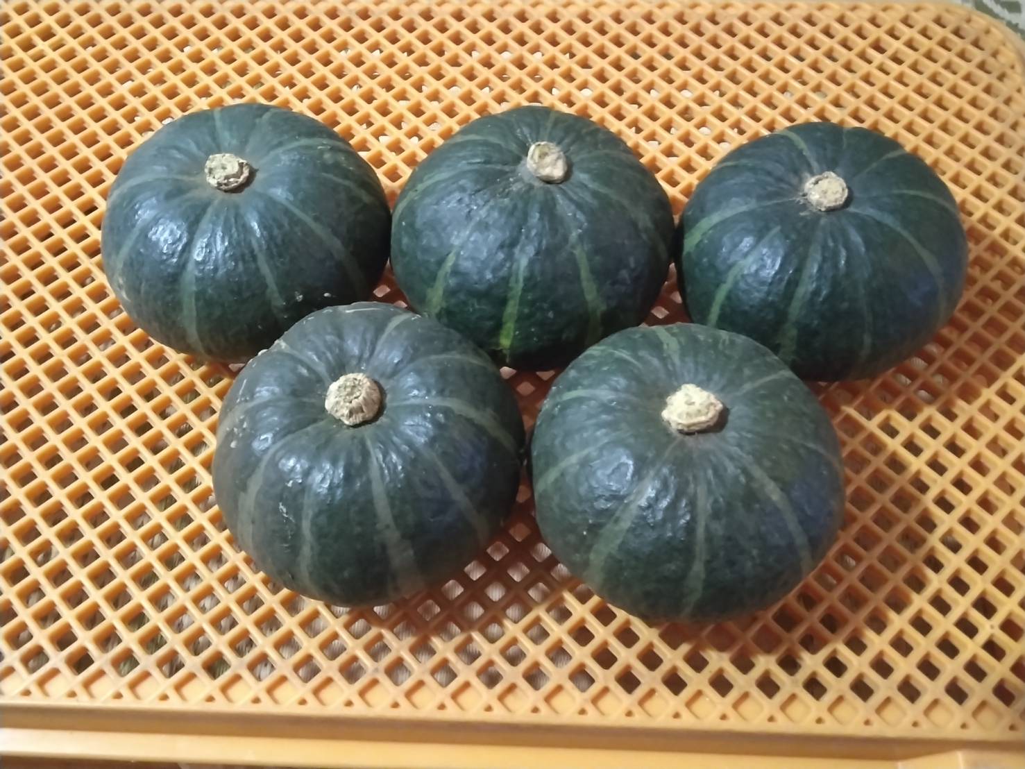 坊ちゃんカボチャの写真