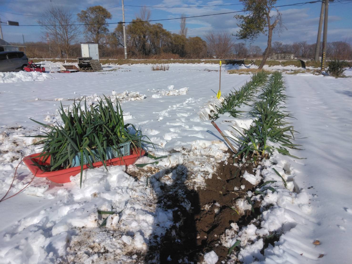 ネギの伏せ込み作業の様子の写真1