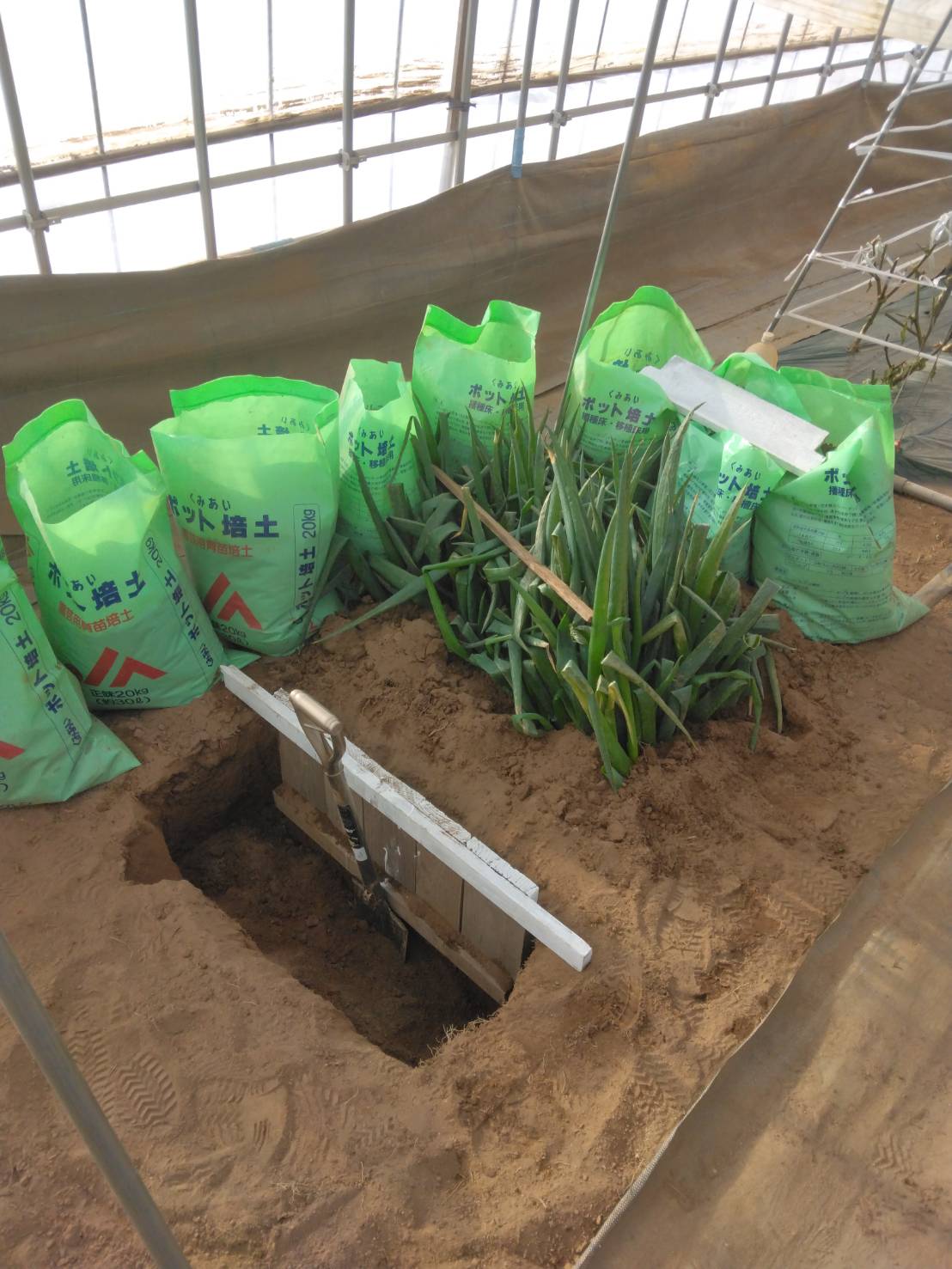 ネギの伏せ込み作業の様子の写真2