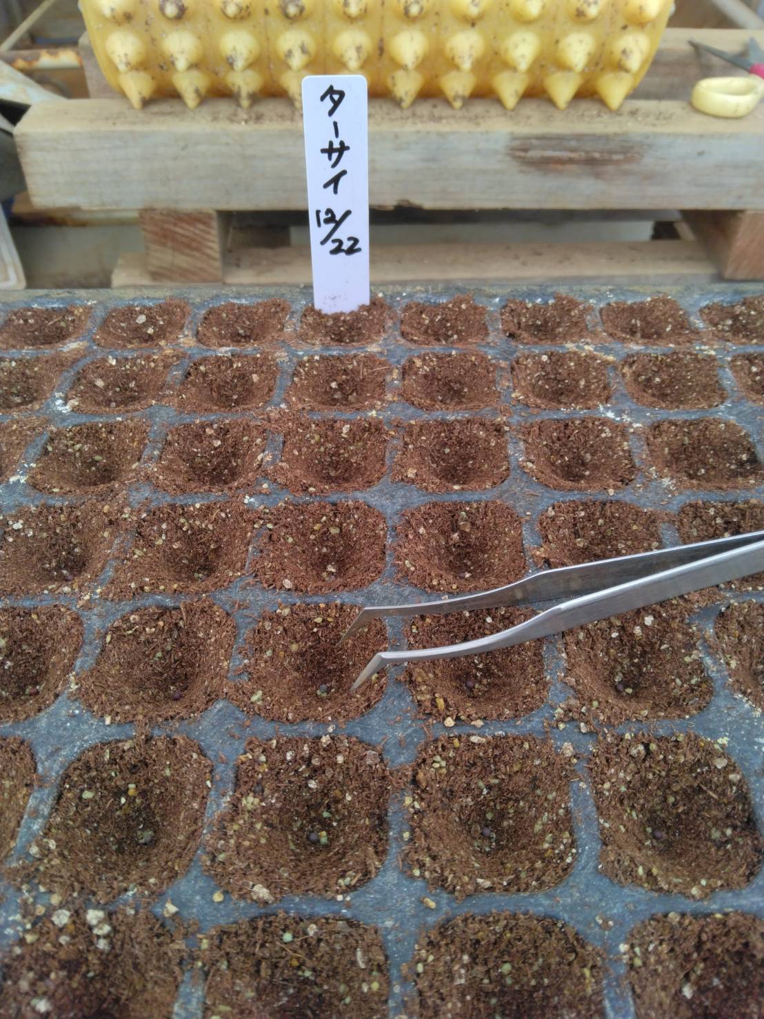 ターサイの種まき写真