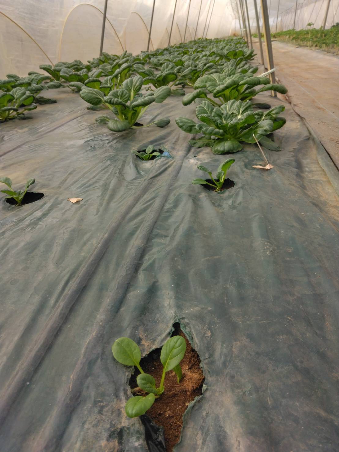 発芽したターサイの写真