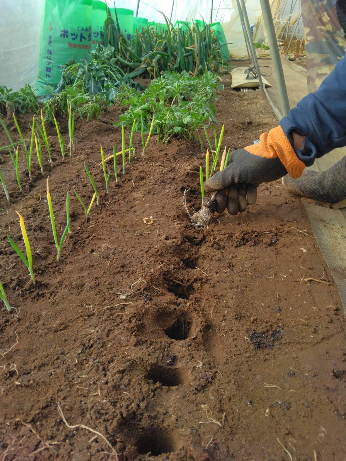 定植した下仁田ネギの写真